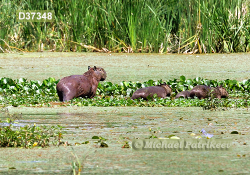 Capybara (Hydrochoerus hydrochaeris)